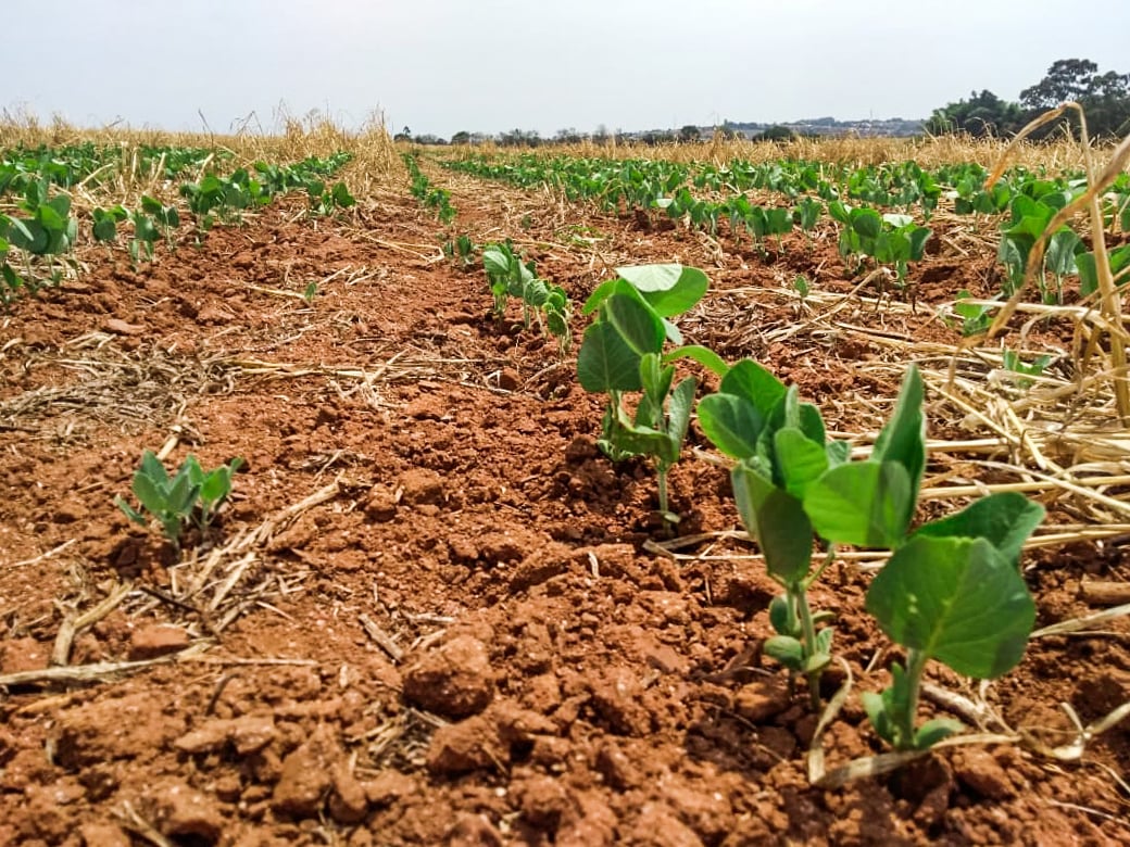 StoneX Reduz Estimativa da Safra de Soja 25/26 - Imagem do artigo