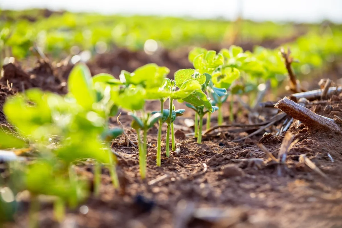 Imagem destacada Manejo do Solo Sustenta Produtividade da Soja em MT