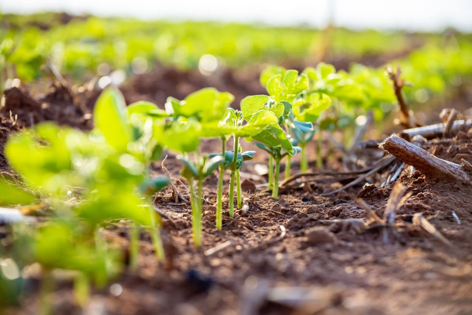 Imagem destacada Manejo do Solo Sustenta Produtividade da Soja em MT