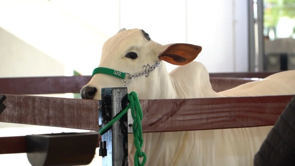 Imagem destacada Leilão Nelore da Mônica Leva Gado à Faria Lima