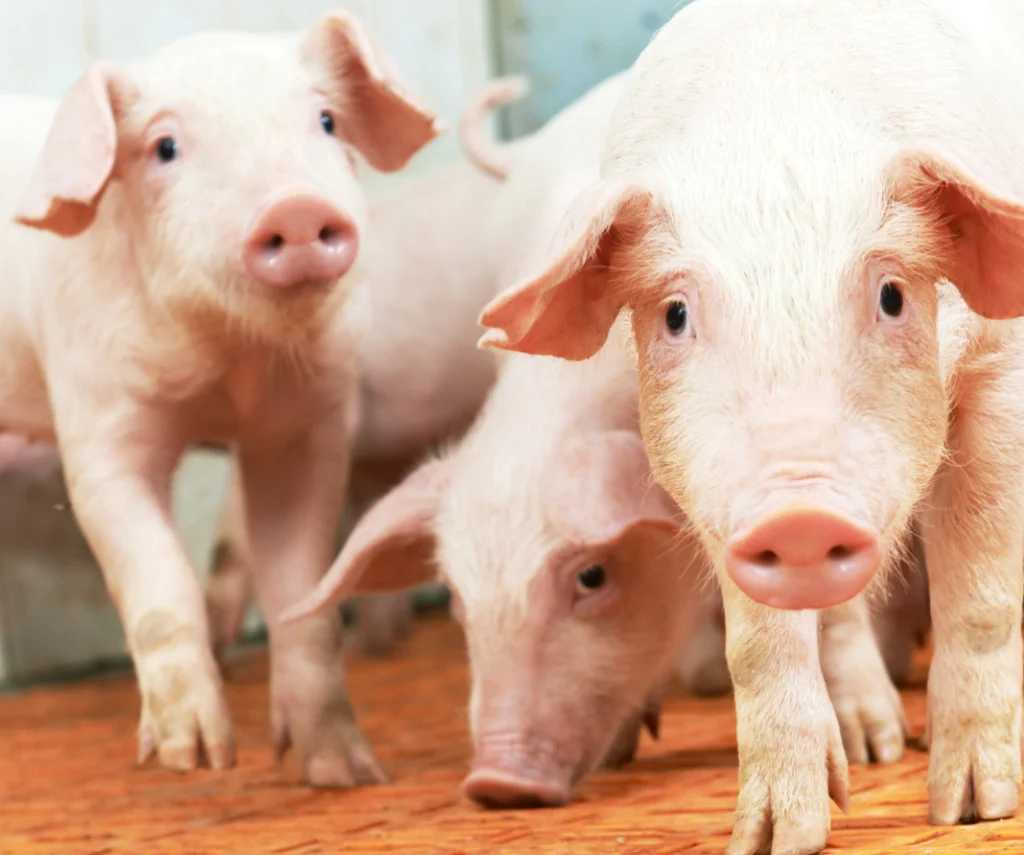 Imagem destacada Malásia Suspende Importação de Suínos da Espanha