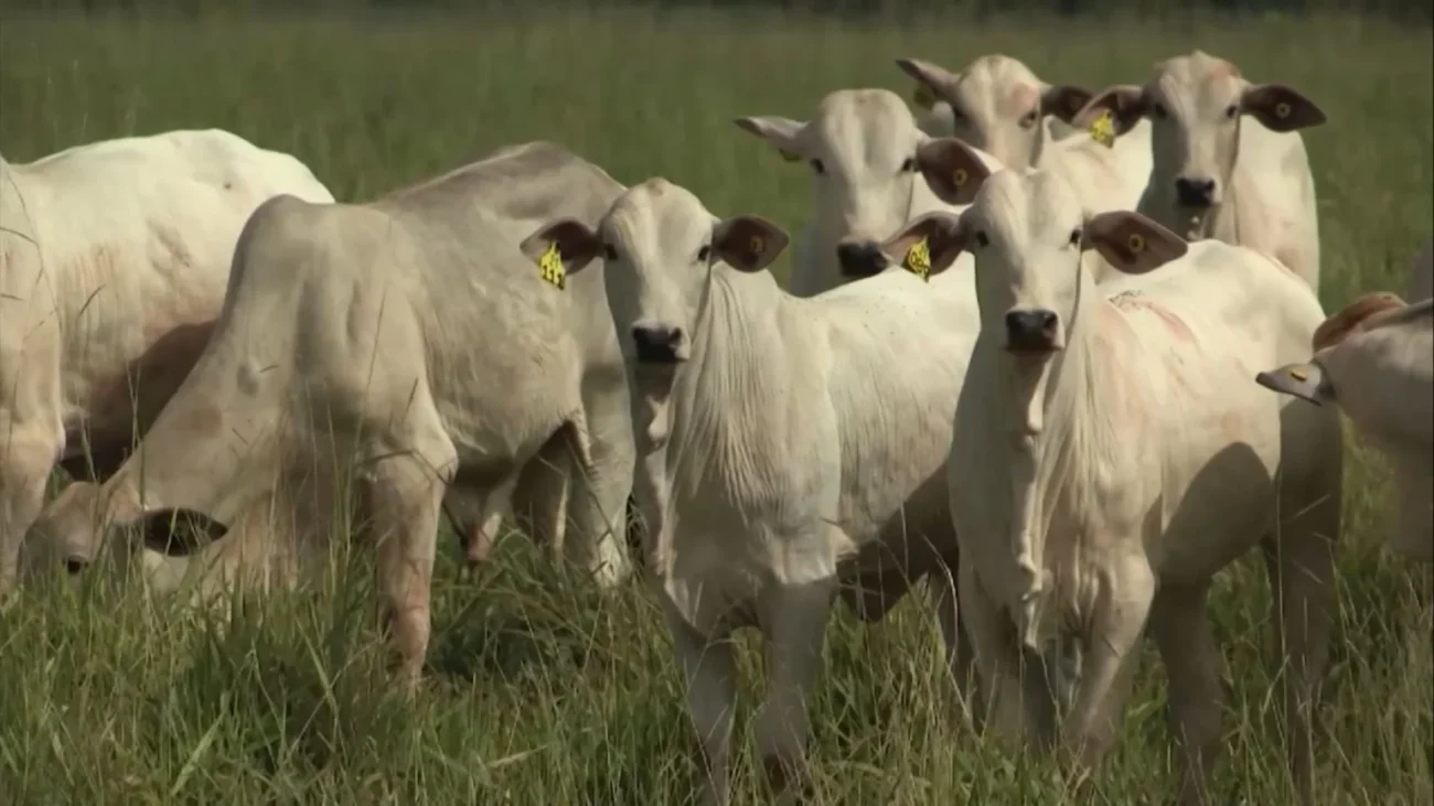 Imagem destacada Custos Invisíveis Influenciam Ponto de Equilíbrio na Pecuária