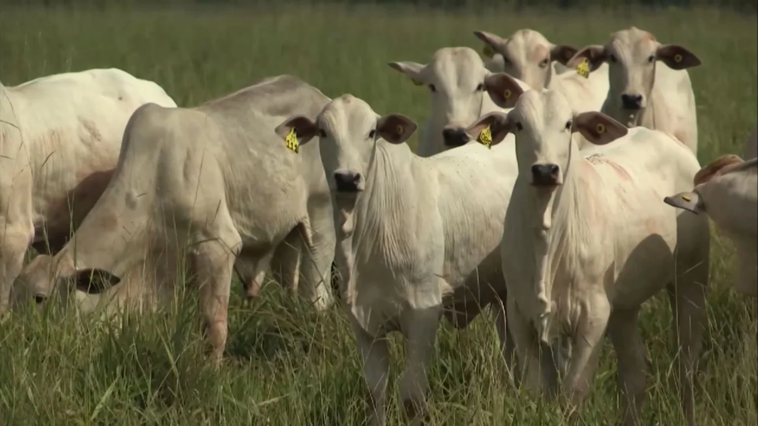 Imagem destacada Custos Invisíveis Influenciam Ponto de Equilíbrio na Pecuária