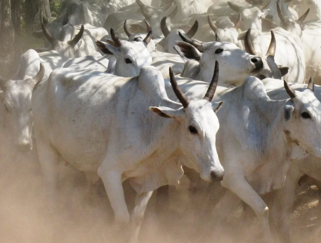 Imagem destacada Preço da Arroba Sobe com Demanda Interna e EUA