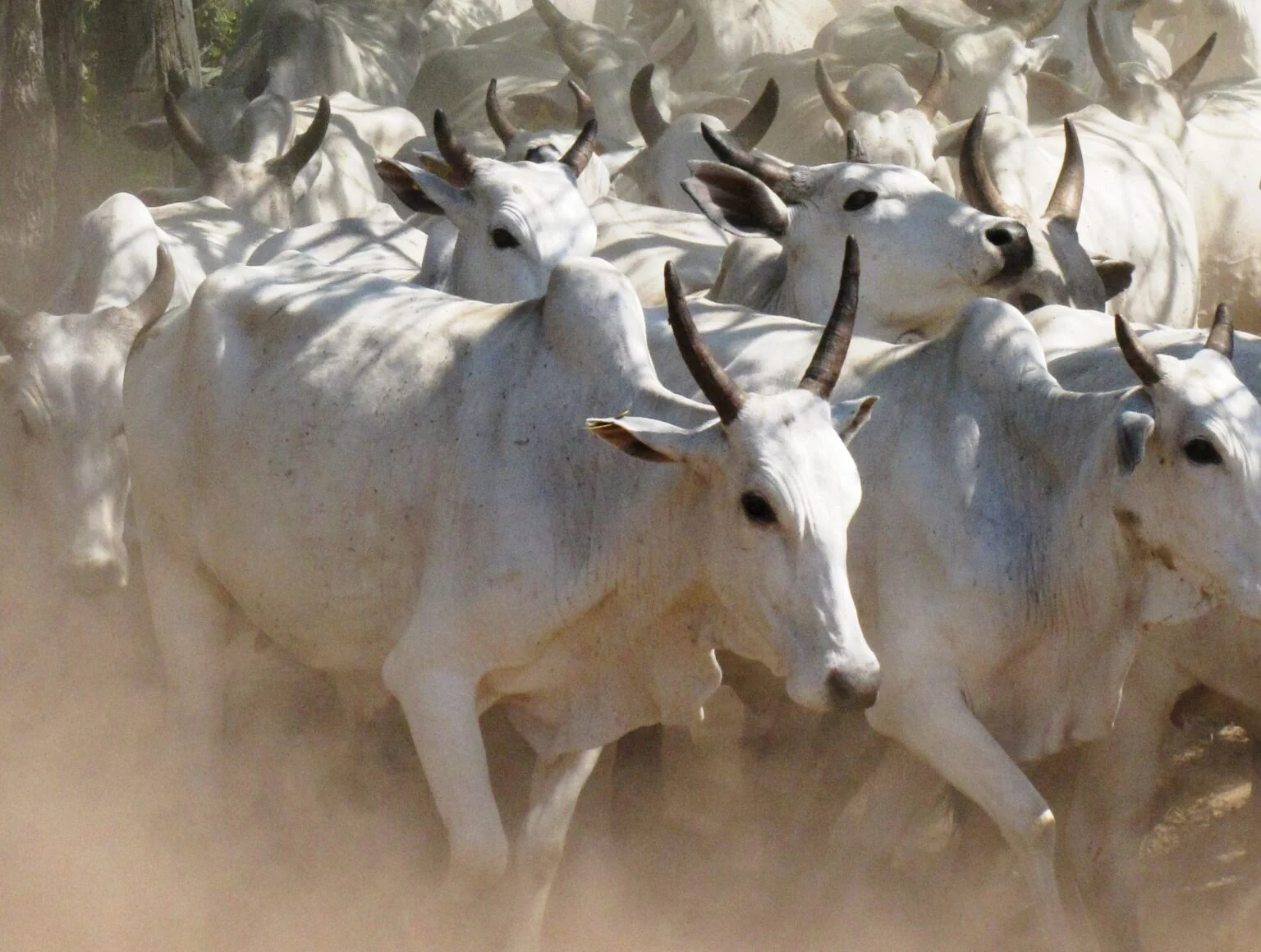 Imagem destacada Preço da Arroba Sobe com Demanda Interna e EUA