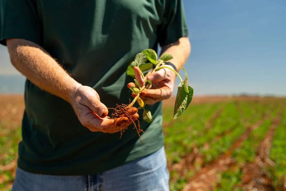 Imagem destacada Soja Fecha Semana Com Mercado Parado no Brasil