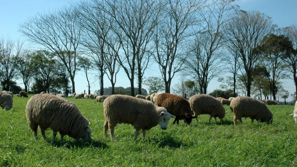 Imagem destacada Demanda por Carne Ovina Sobe e Lã Segue Desvalorizada no RS