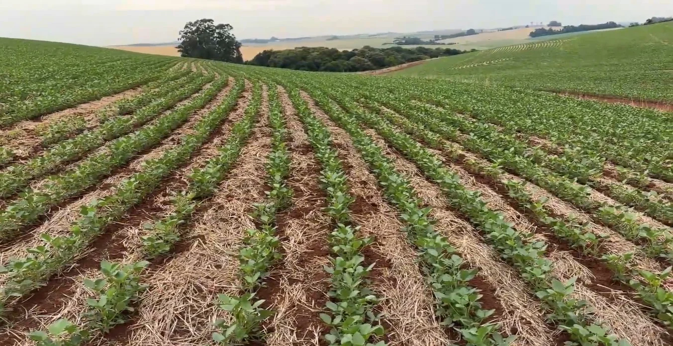 Imagem destacada Estiagem Compromete Milho e Soja no Norte Gaúcho