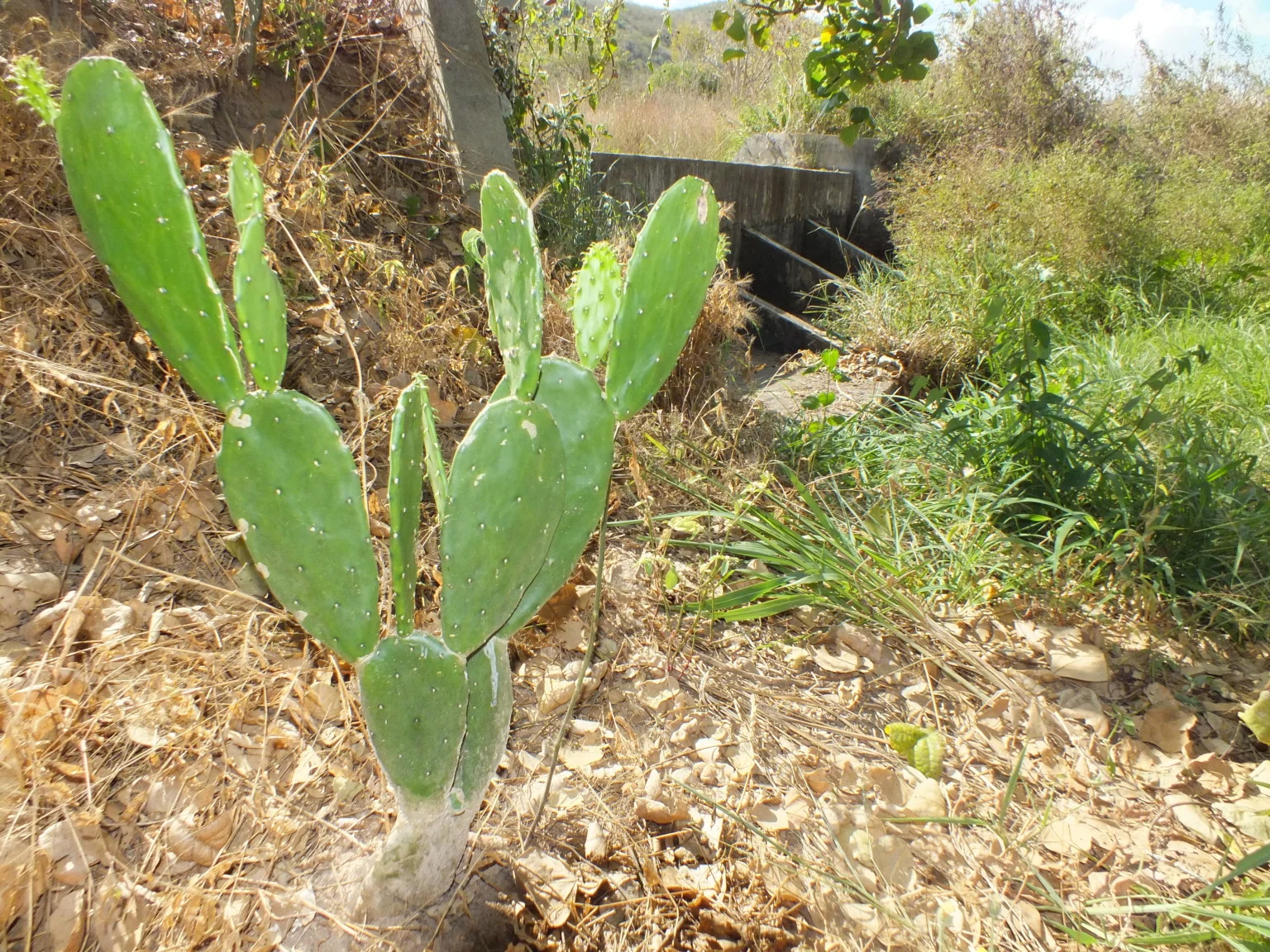 Imagem destacada App GuardeÁgua Orienta Barragens Subterrâneas no Semiárido