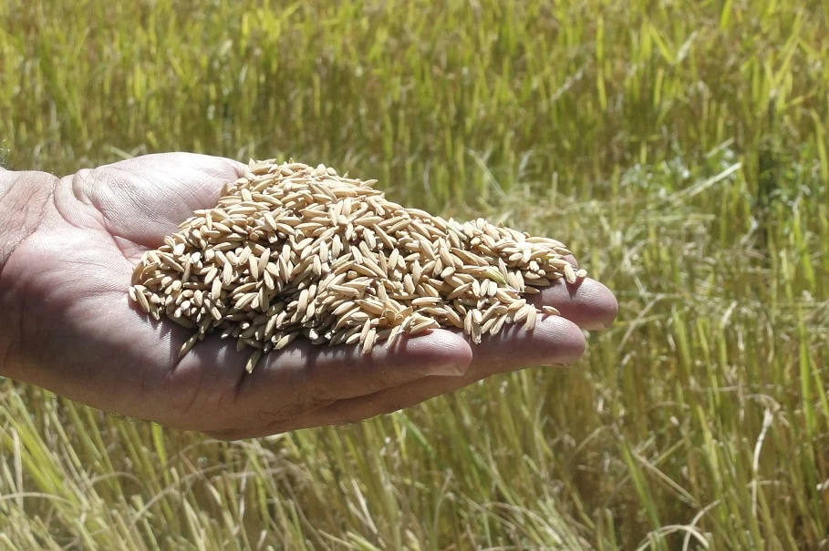 Imagem destacada Governo Autoriza Leilões da Conab para Arroz e Trigo
