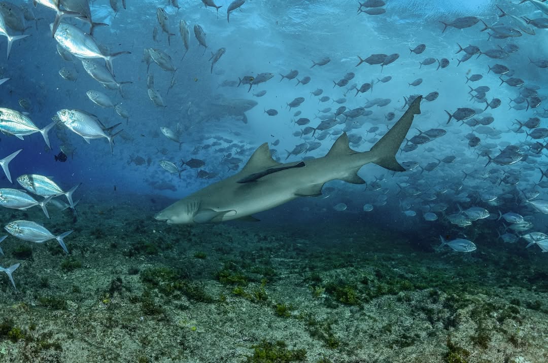 Imagem destacada Tubarão Limão É Filmado Caçando Peixe Jaguar em Noronha