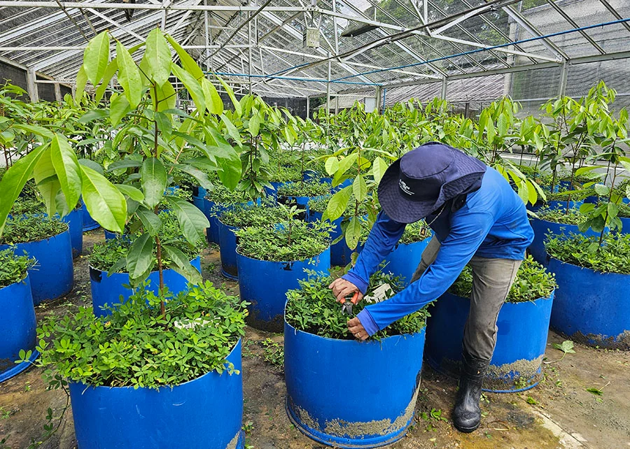 Imagem destacada Embrapa Testa Clonagem para Cultivo Comercial do Pau rosa