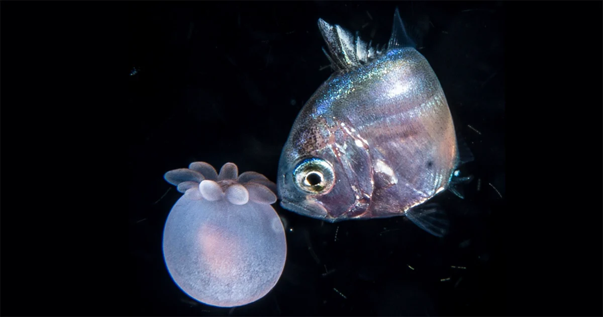 Imagem destacada Mergulho Noturno Registra Nova Parceria Entre Peixes e Anêmonas
