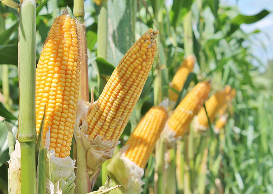 Imagem destacada Safrinha e Exportações Elevam Perspectiva de Preço do Milho