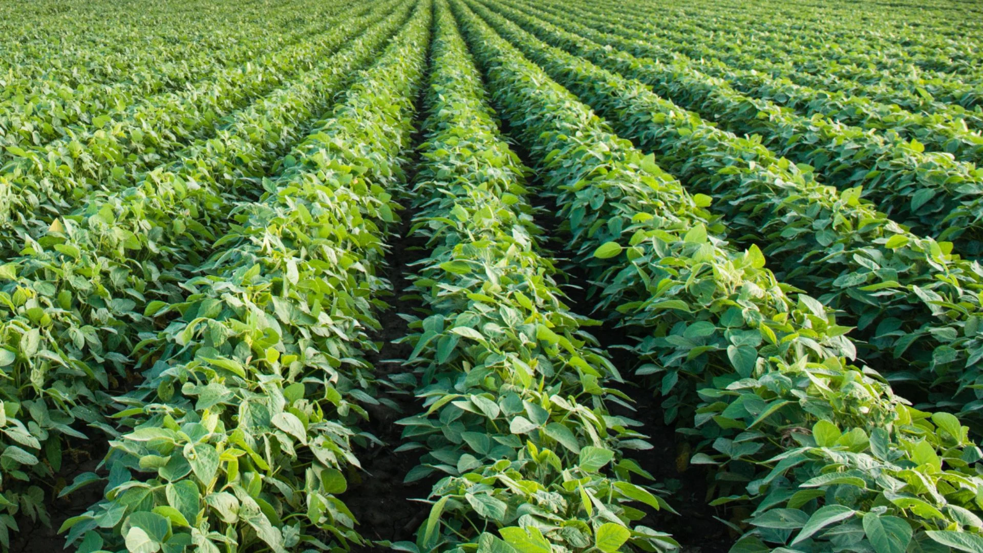 Imagem destacada Fortivance Chega ao Brasil e Potencializa Ação de Inseticidas