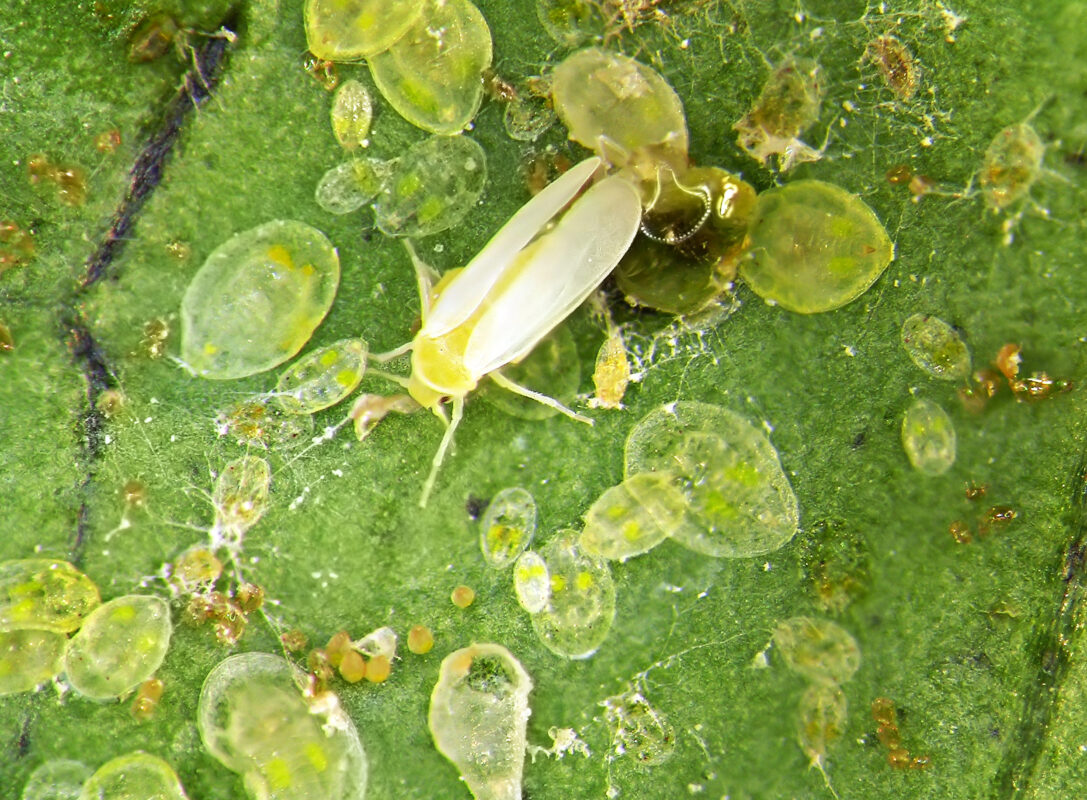 Imagem destacada Fungos Submersos Visam Controle da Mosca branca