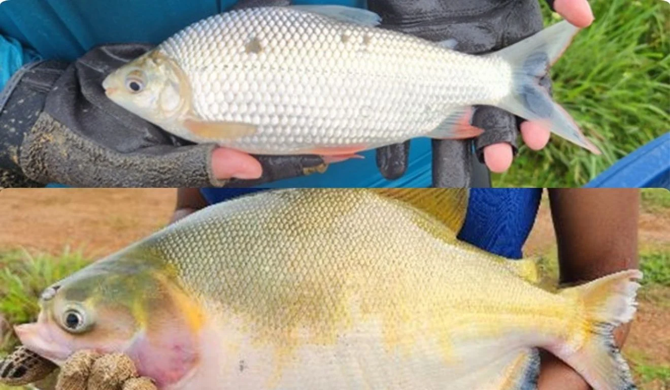 Imagem destacada Tambaqui e Curimba Integrados Aumentam Produtividade em %