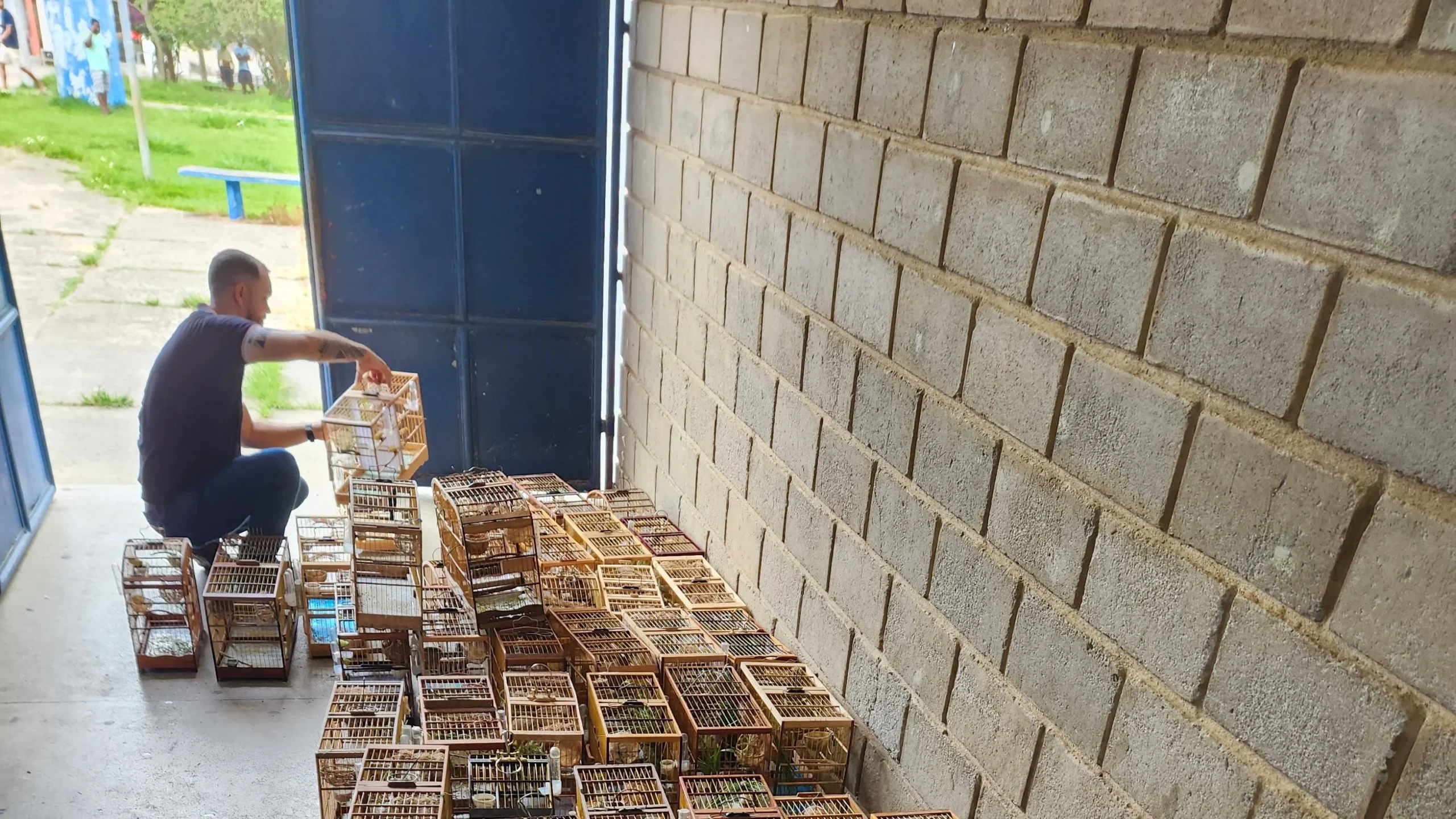 Imagem destacada Operação Resgata Aves de Evento Ilegal na Bahia