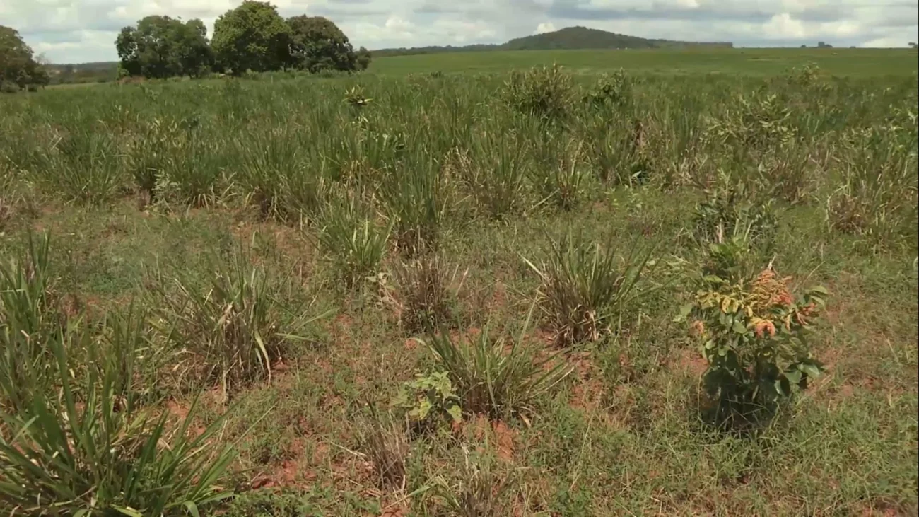 Imagem destacada Plantas Daninhas Exigem Ação Rápida na Estação das Águas