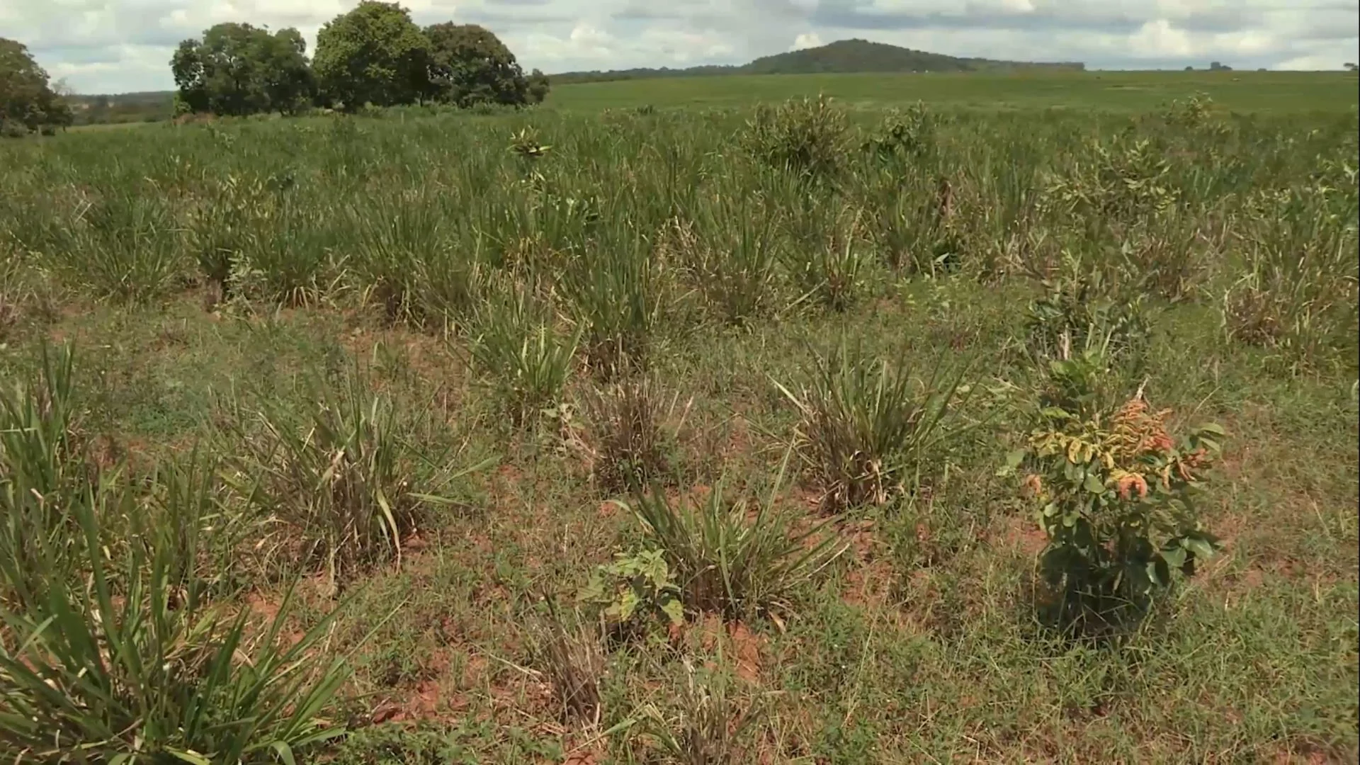 Imagem destacada Plantas Daninhas Exigem Ação Rápida na Estação das Águas