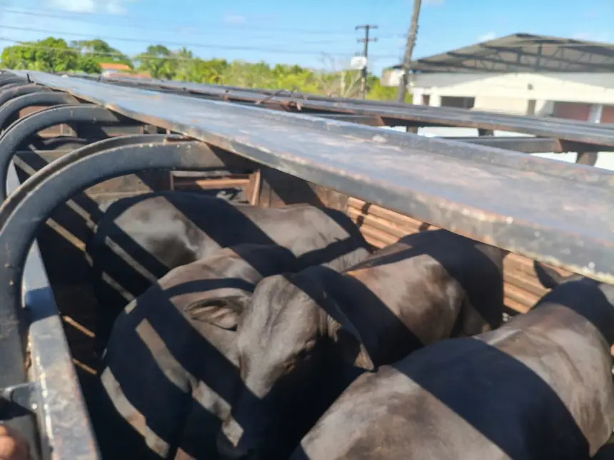 Imagem destacada Fiscais Apreendem Bovinos Avaliados em R$ Mil