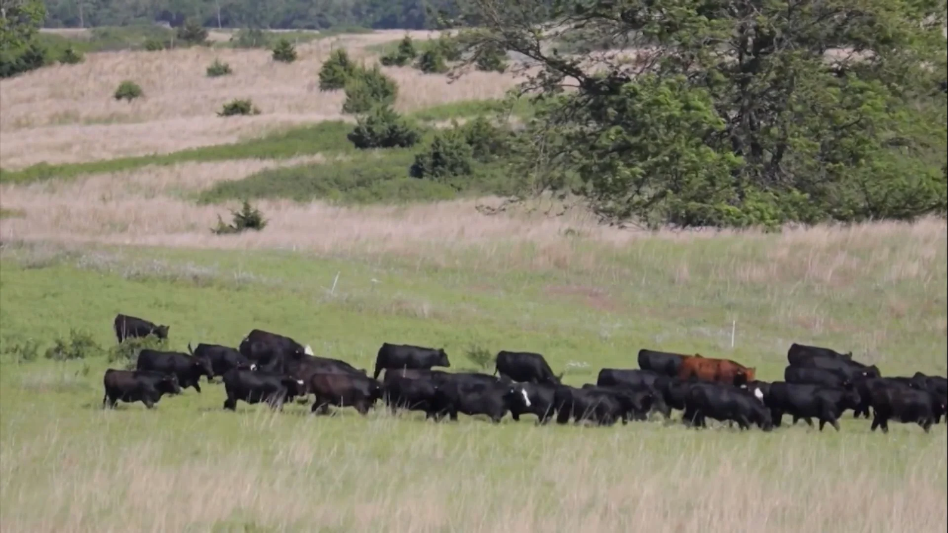 Imagem destacada Beef on Dairy Eleva Lucro de Fazendas de Leite no Brasil