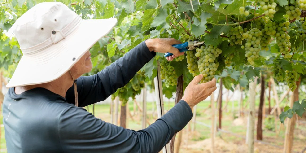 Imagem destacada Emater Goiás Aponta Cinco Variedades de Uva para o Cerrado