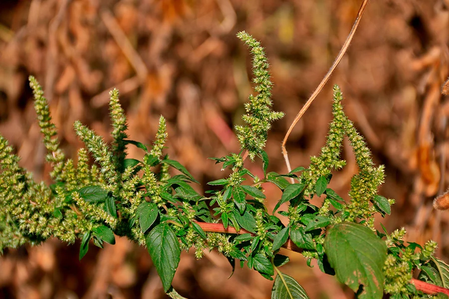 Imagem destacada Caruru Resistente a Herbicidas Ameaça Soja, Milho e Algodão