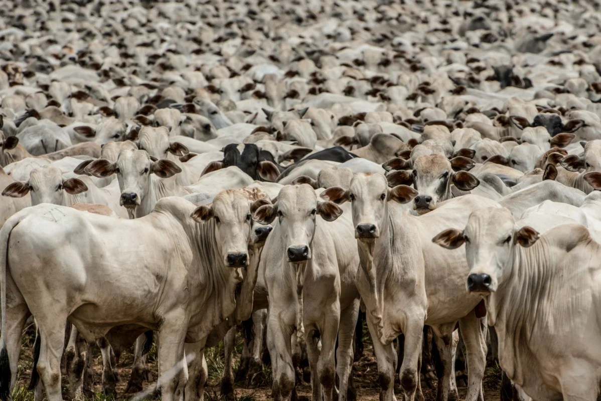 Imagem destacada Exportações de Carne Crescem % e Seguram Queda da Arroba