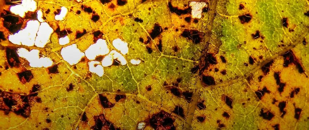 Imagem destacada Ferrugem Asiática da Soja Registra Ocorrências no Brasil