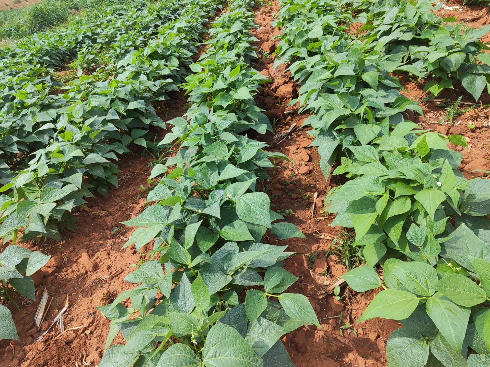 Imagem destacada Chuvas Recuperam Feijão no RS e Elevam Preço em ,%