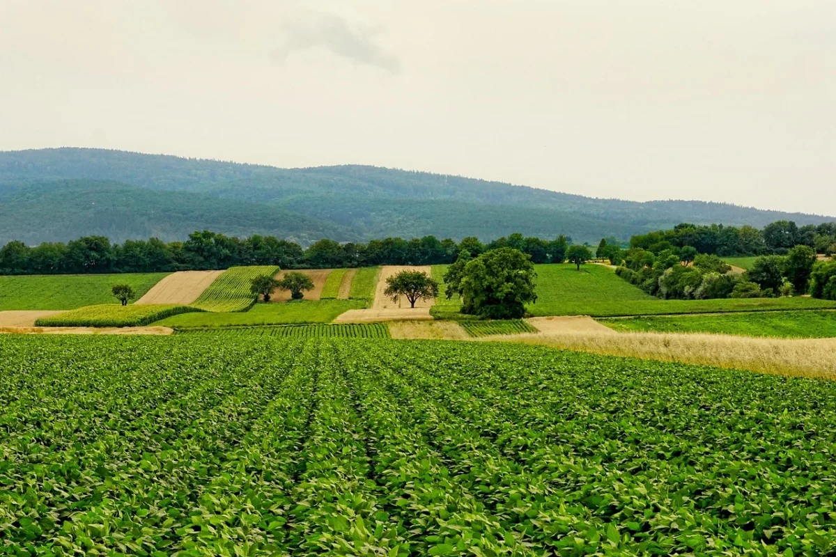 Imagem destacada Agro Brasileiro Reage a Tarifaço e Bate Recorde de Exportações