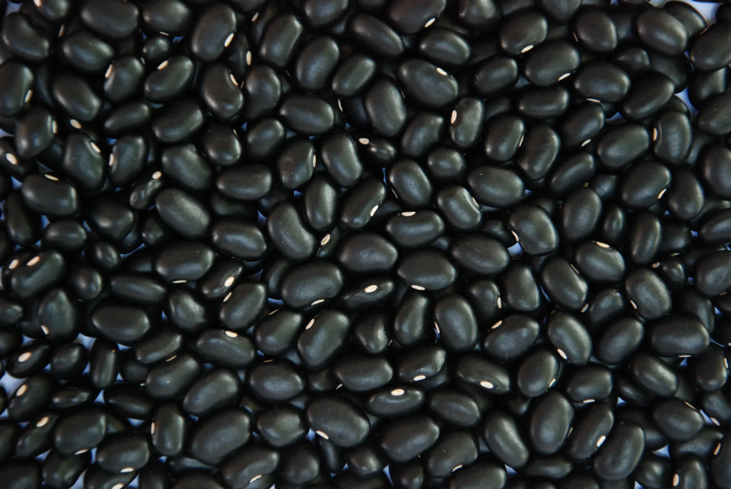 Imagem destacada Feijão Preto Cai % em ; Carioca Mantém Valores