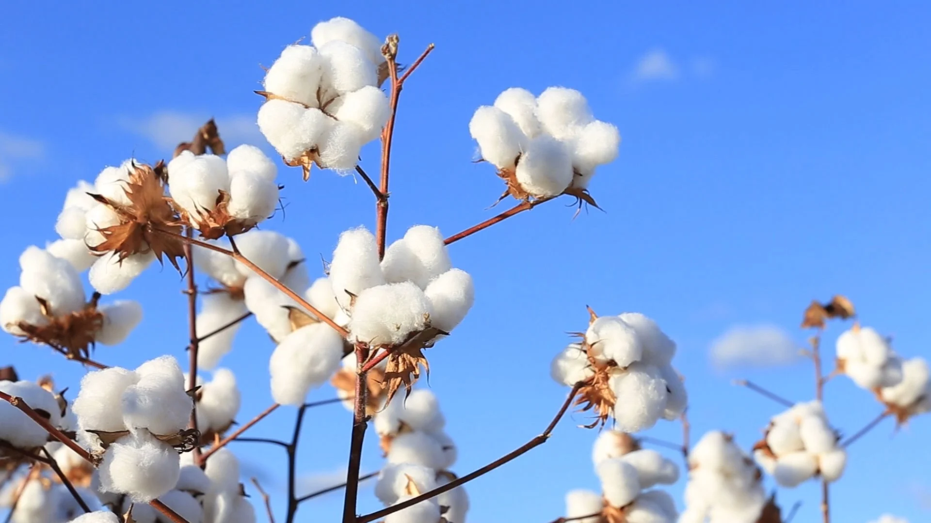 Imagem destacada Safras Prevê Queda de % na Produção de Algodão em