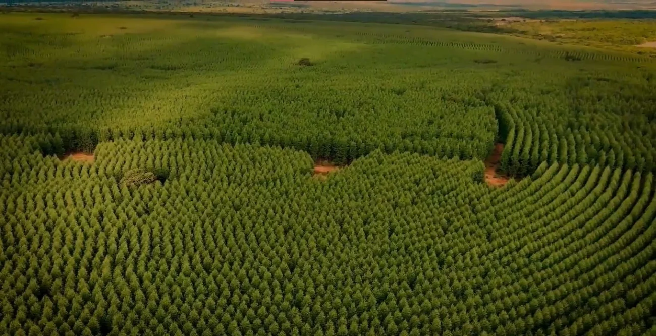 Imagem destacada Eldorado Brasil Testa Clones de Eucalipto Mais Resistentes