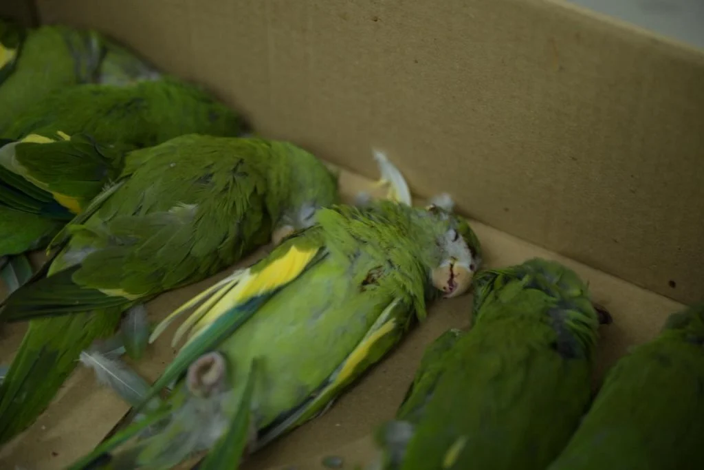 Imagem destacada Caminhão Atropela Periquitos e Deixa Mortos em Manaus