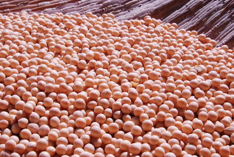 Imagem destacada Preços Da Soja Recuam Na Última Segunda Feira Do Ano
