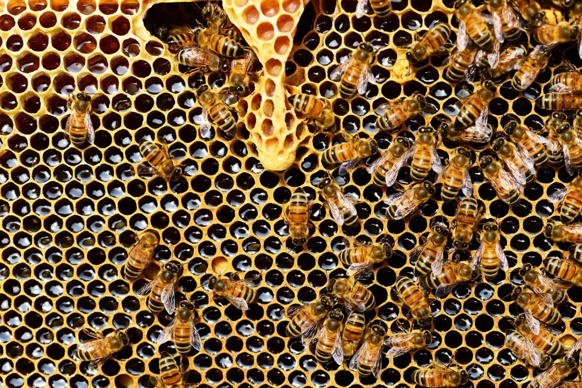 Imagem destacada Produtores Mineiros Buscam Mercado Suíço para Mel Orgânico