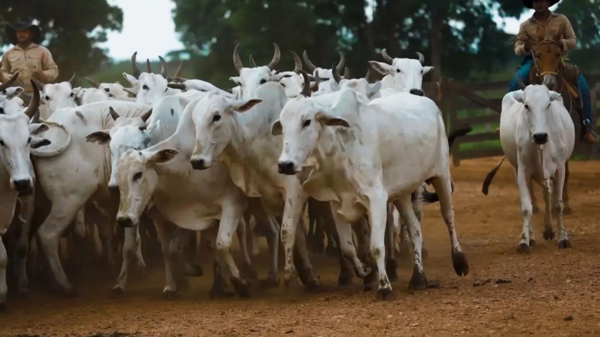 Imagem destacada Gestão Na Pecuária: Três Camadas Para Antecipar Problemas