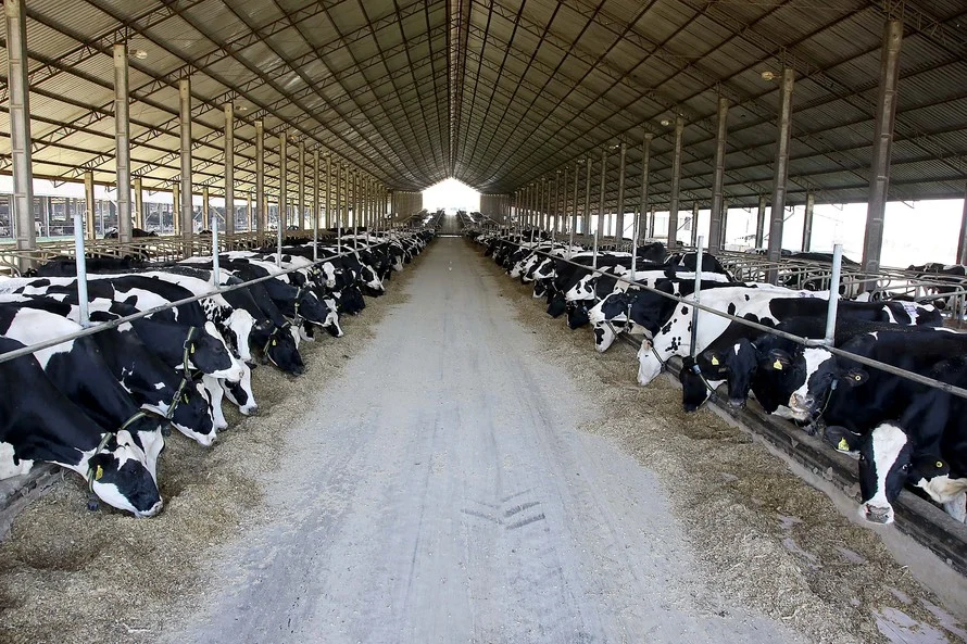 Imagem destacada Embrapa Divulga Diretrizes Para Cortar Emissões na Produção de Leite