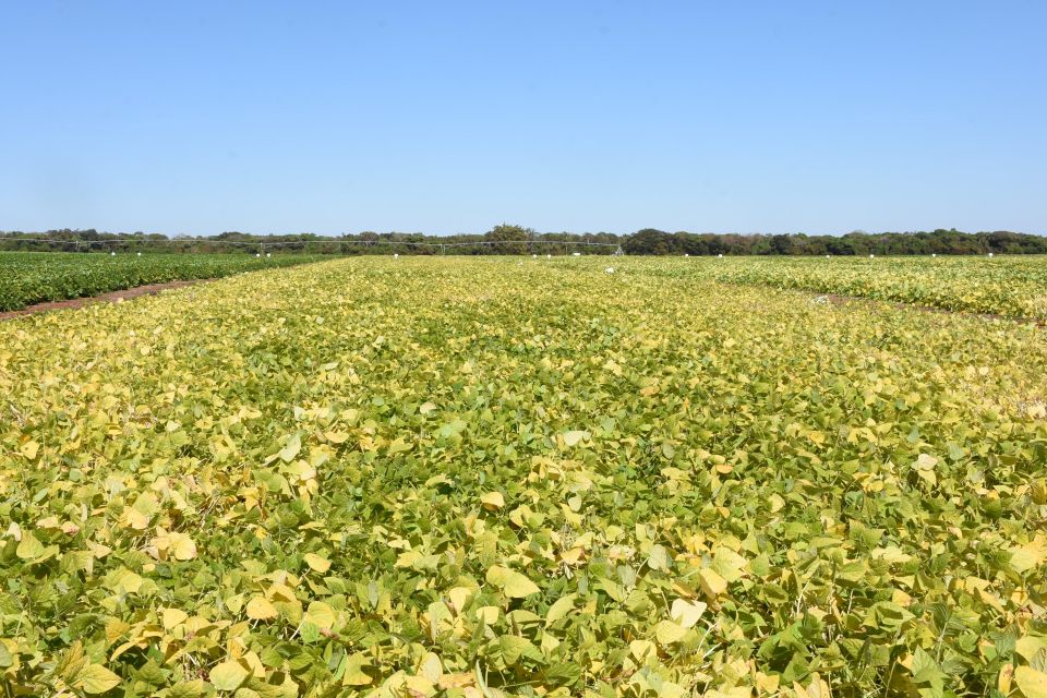 Imagem destacada Embrapa Avança em Bioinsumo contra Fungos e para Plantas