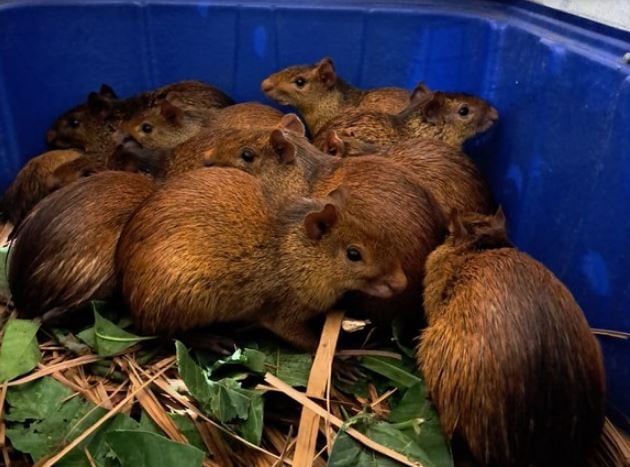 Ibama Resgata 41 Animais Silvestres em Churrascaria no PI - Imagem do artigo original