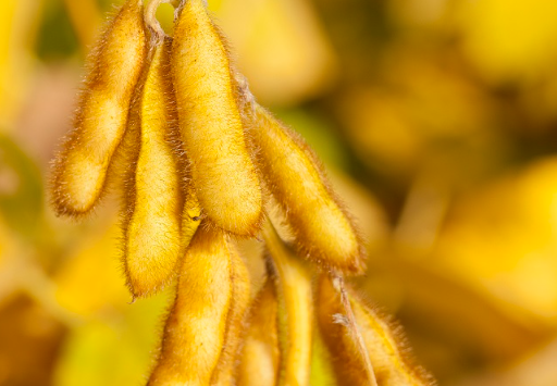 Abiove e Tradings Somem de Site da Moratória da Soja - Imagem do artigo original