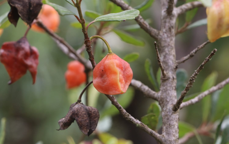Árvore Rara da Serra Catarinense Enfrenta Risco de Extinção - Imagem do artigo original