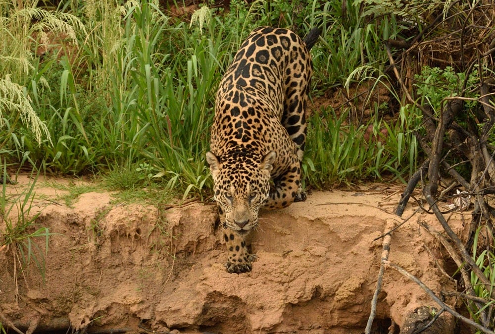 Pesquisa Usa Câmeras e IA Para Contar Onças-Pintadas - Imagem do artigo original