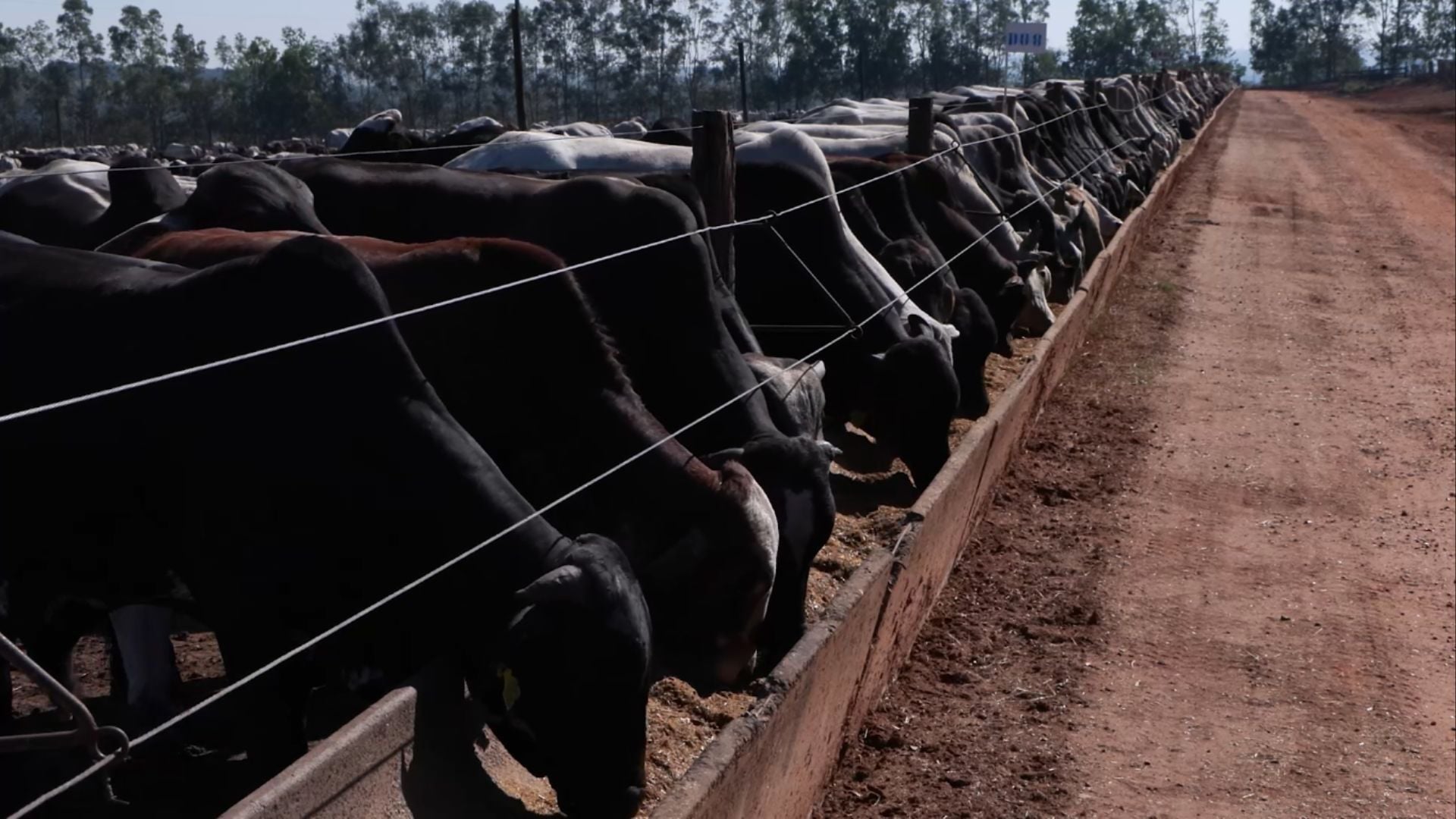 Confinamento Próprio ou Boitel: Custos e Escala Mínima - Imagem do artigo original