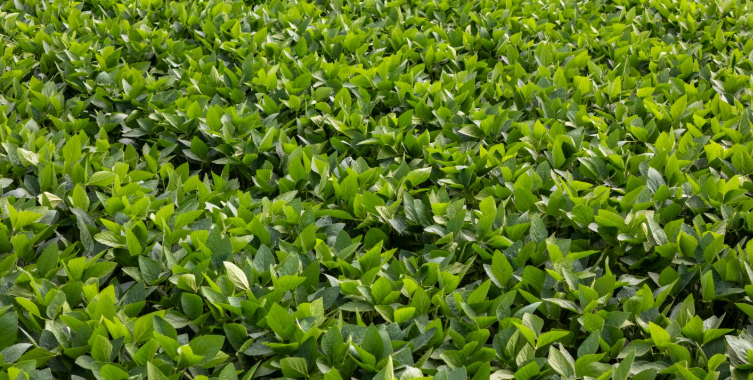 Aprosoja MT Celebra Saída de Tradings da Moratória da Soja - Imagem do artigo original