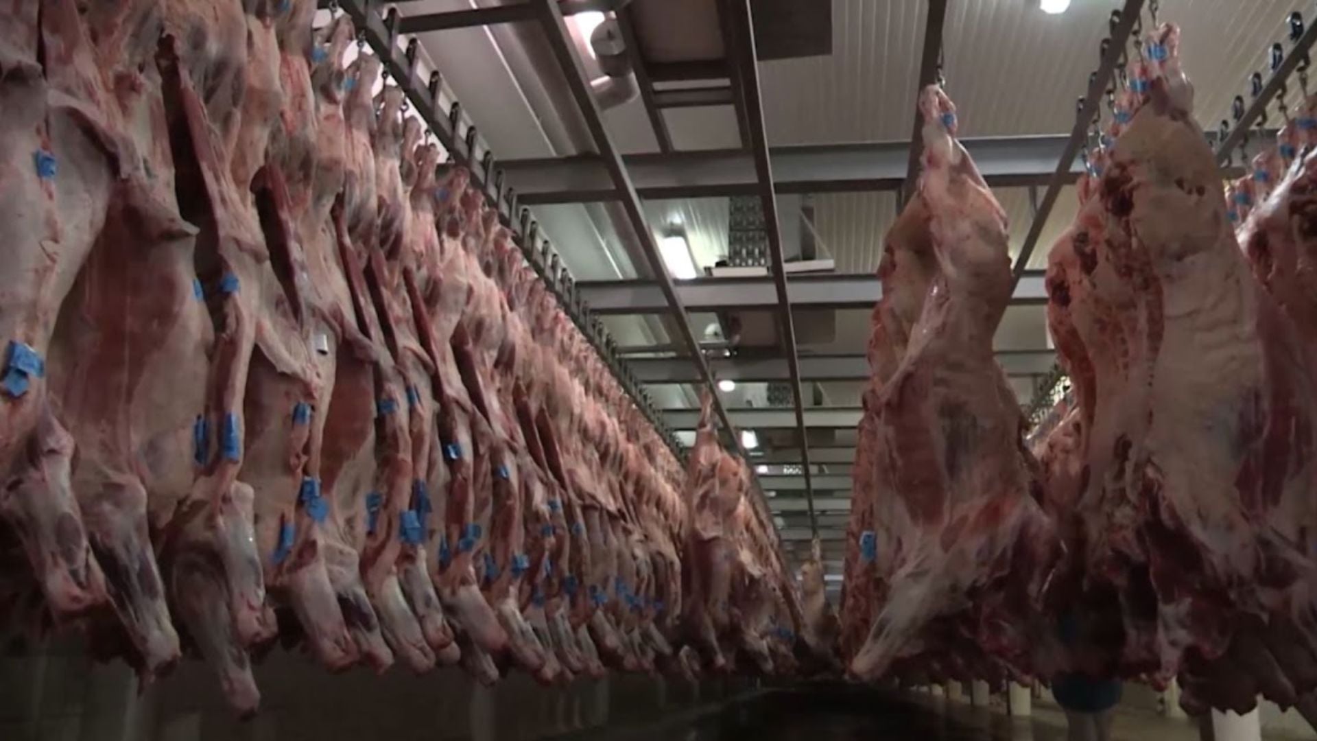 Recorde de Exportações de Carne Bovina do Brasil em 2025 - Imagem do artigo original