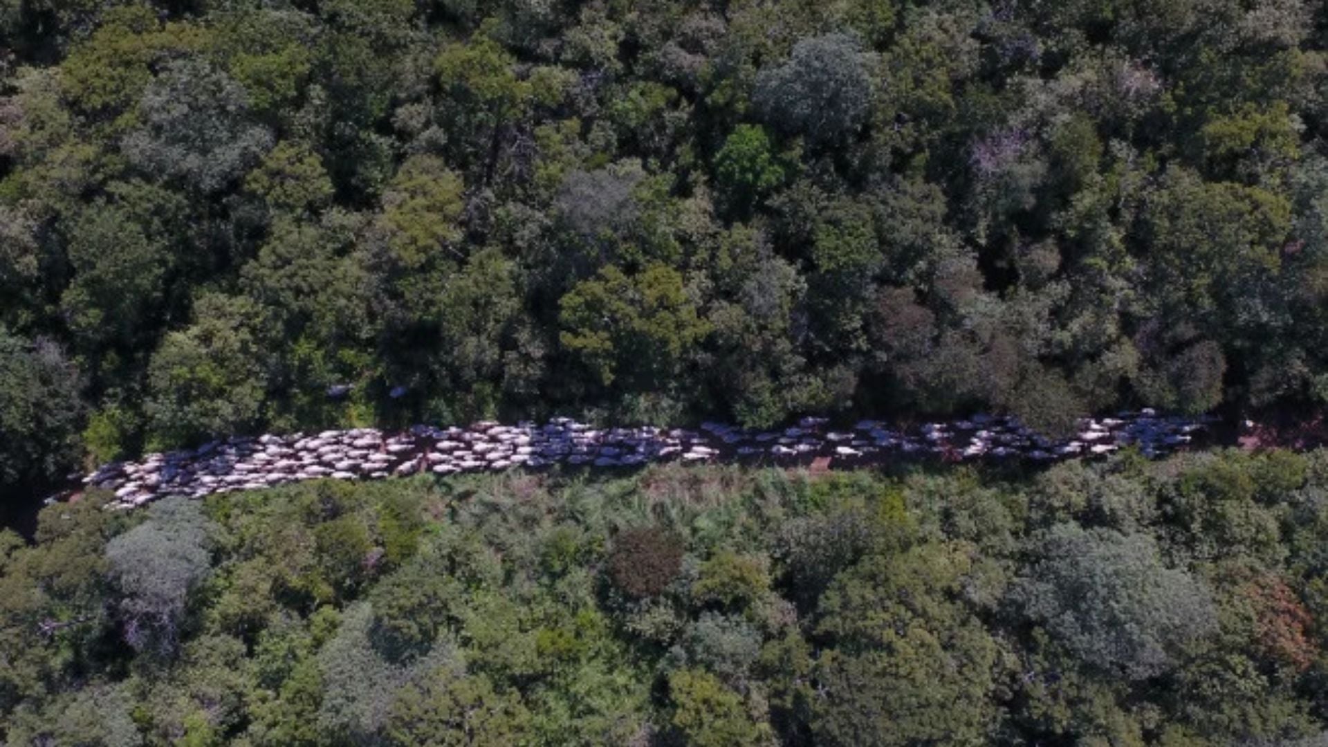 Plantio de Transgênicos perto de Unidades de Conservação - Imagem do artigo original