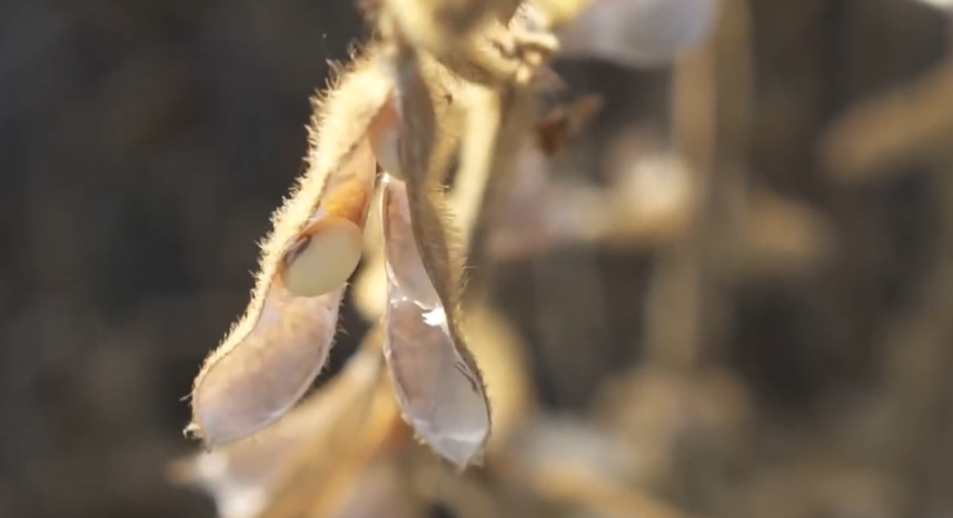 Soja Brasil Inicia 2026 com Safra Recorde e Desafios - Imagem do artigo original